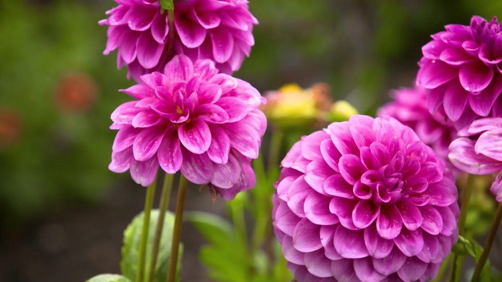 The Garden Gurus – Panorama Garden Estate